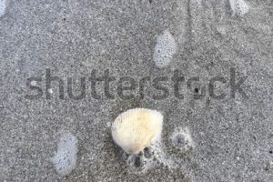 Shell Kota Tinggi 2 Shell Kota Tinggi